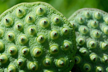 Green And Yellow Lotus Seeds Close Up Where Many Seeds Are Seen.