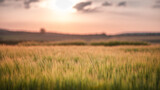 Fototapeta Na sufit - wheat field at the sunset