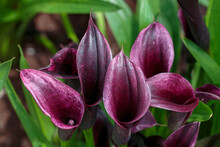 Beautiful Purple Cali Lily