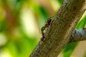 Wall Mural - Beautiful Strong jaws of red ant close-up