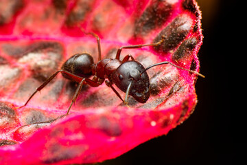 Wall Mural - Beautiful Strong jaws of red ant close-up