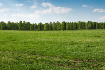 gorgeous nature landscape in summer