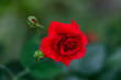 widok czerwonej róży od góry