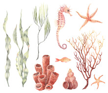 Underwater Wildlife, Watercolor Colorful Set Of Green Seaweeds Laminaria, Coral, Seahorse, Starfishes And Fish, Design Collection Sea Elements, Animals, Plants And Polyp.