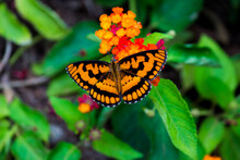 The Gulf Fritillary Or Passion Butterfly Is A Bright Orange Butterfly In The Subfamily Heliconiinae 
 Of The Family Nymphalidae. That Subfamily Was Formerly Set Apart As A Separate Family., 