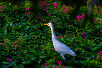  Cattle Egret or known as the bubulcus in its natural environment in the park in Hyderabad India 