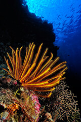 Wall Mural - A picture of a crinoid