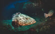 Malabar grouper swimming in tropical underwaters