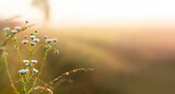 Fototapeta Fototapeta z dmuchawcami na ścianę - roślina o poranku w świetle wschodzącego śłońca