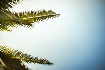  Palm tree leaves as a natural background