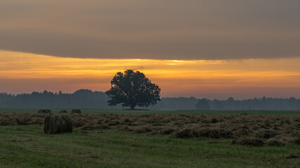 Wall Mural - Summer sunrise. An oak tree and a mown meadow at sunrise.