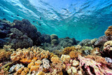 Fototapeta Do akwarium - A picture of the coral reef