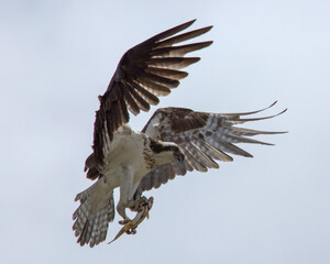 Osprey