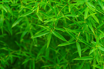 Poster - Green bamboo leaves