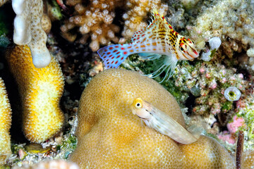 Wall Mural - A picture of an hawkfish