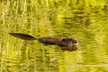 Muskrat Swimming In A Pond.