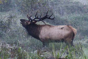 Wall Mural - bull roosevelt elk bugling 