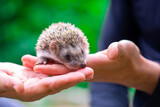 Fototapeta Mapy - a prickly hedgehog sits on the palms of a child