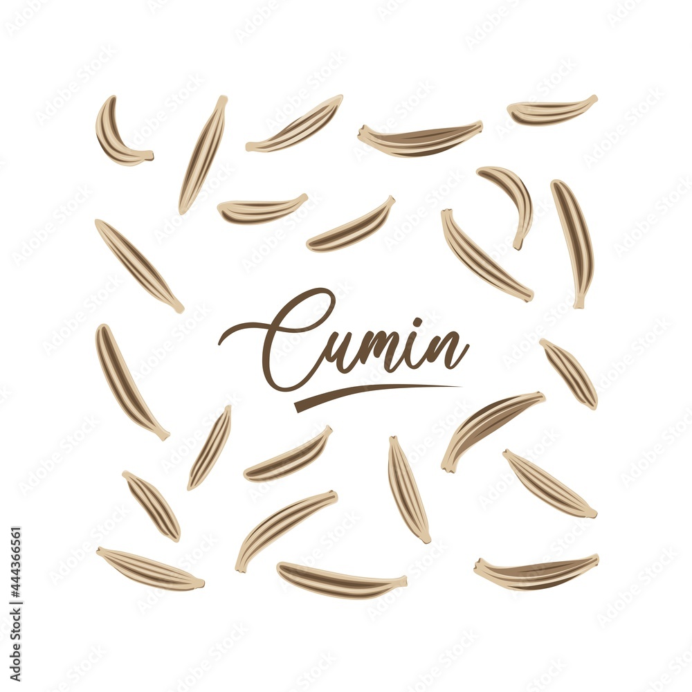Vector illustration, cumin (Cuminum cyminum) isolated on white ...