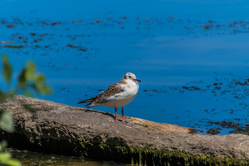 Wall Mural - seagull on the beach