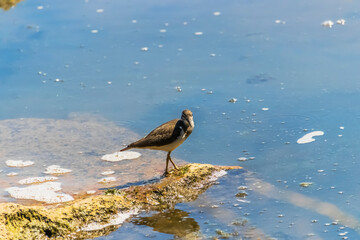 Wall Mural - seagull on the beach