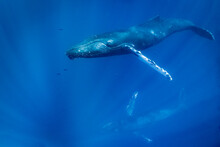 Underwater Photo, Humpback Whales (Megaptera Novaeangliae) Swimming Tropical Blue Tropical Water, Maui, Hawaii