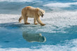 © SuperStock - Polar bear walking on pack ice, Horsund Fjord, Svalbard, Norway