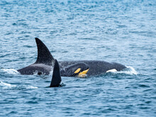 Young Calf Discolored By Diatonsm Transiant Killer Whales (Orca Orcinus) Family Pod In Monterey Bay, Monterey Bay National Marine Refuge, California
