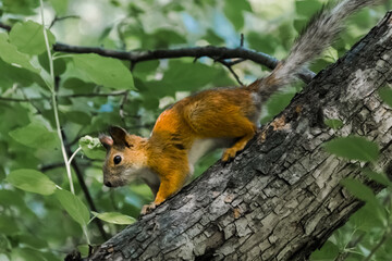 squirrel on a tree