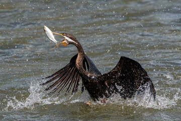 Wall Mural - Australasian Darter fishing mullet by spearing them first and then casting them into it's mouth