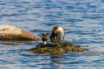 Wall Mural - great crested grebe