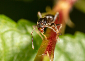 Close-up of an ant on a tree leaf.