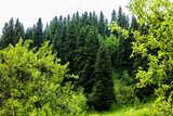 Fototapeta Las - green forest in the morning