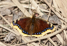 Mourning Cloak Butterfly (Nymphalis Antiopa) Or Camberwell Beauty On Dry Grass