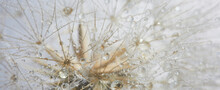 Beautiful Dew Drops On A Dandelion Seed. Beautiful Soft Background. Macro Photography.
