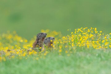 Poster - The sentinels of Alps mountains, fine art portrait of Marmots in summer season (Marmota marmota)