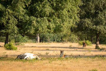 wild royal bengal tiger hunt domestic cow or bull animal or cattle kill at ranthmbore national park or tiger reserve rajasthan india - panthera tigris tigris