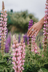 Hand in a field of lupins, summer vacation concept, recreation in the countryside, nature beauty, in the garden, lupine blossom