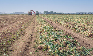 Wall Mural - Converging rows of harvested onions drying in a field. In the background, the onions are mechanically picked up for transport to the barn. The photo was taken in the Dutch province of North Brabant.