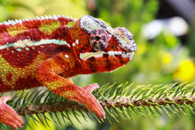Animal Chameleon Panther Lizard Colorful Beautiful On Branch