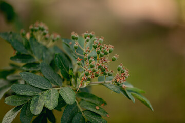 Wall Mural - Close-up green spring rowan branch. Sorbus aucuparia