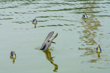 Canvas Print - The night heron