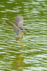 Canvas Print - The night heron