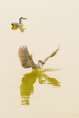 Poster - The night heron