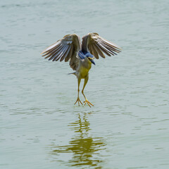 Sticker - The night heron