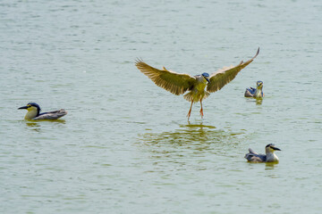 Wall Mural - The night heron