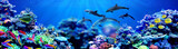 Fototapeta Do akwarium - Background of dolphins swimming in beautiful coral reef with marine tropical fish
