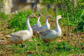 Canvas Print - Large white geese in the outdoor fields