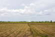 View of rice fields filled with straw after harvest.