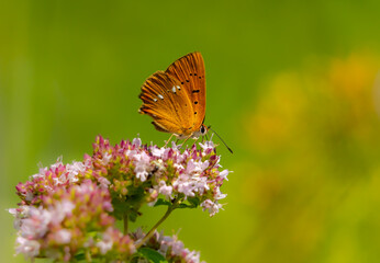 A beautiful red butterfly sits on a blooming oregano